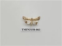 藏品(螟蛾315)的圖片